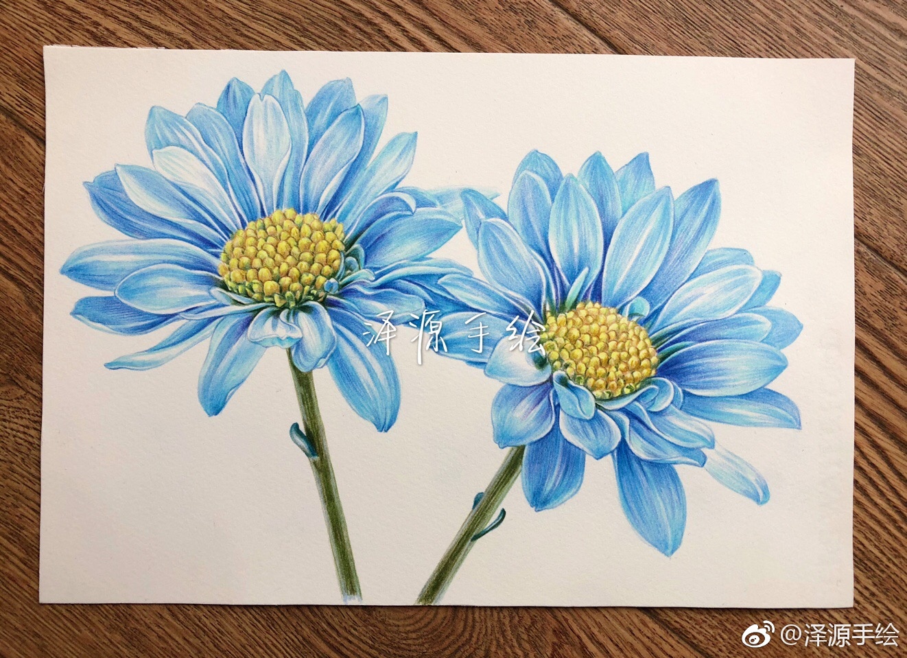 蓝色雏菊,幸福,纯洁,天真,和平,希望,美人. 67投稿(@泽源手绘) 67