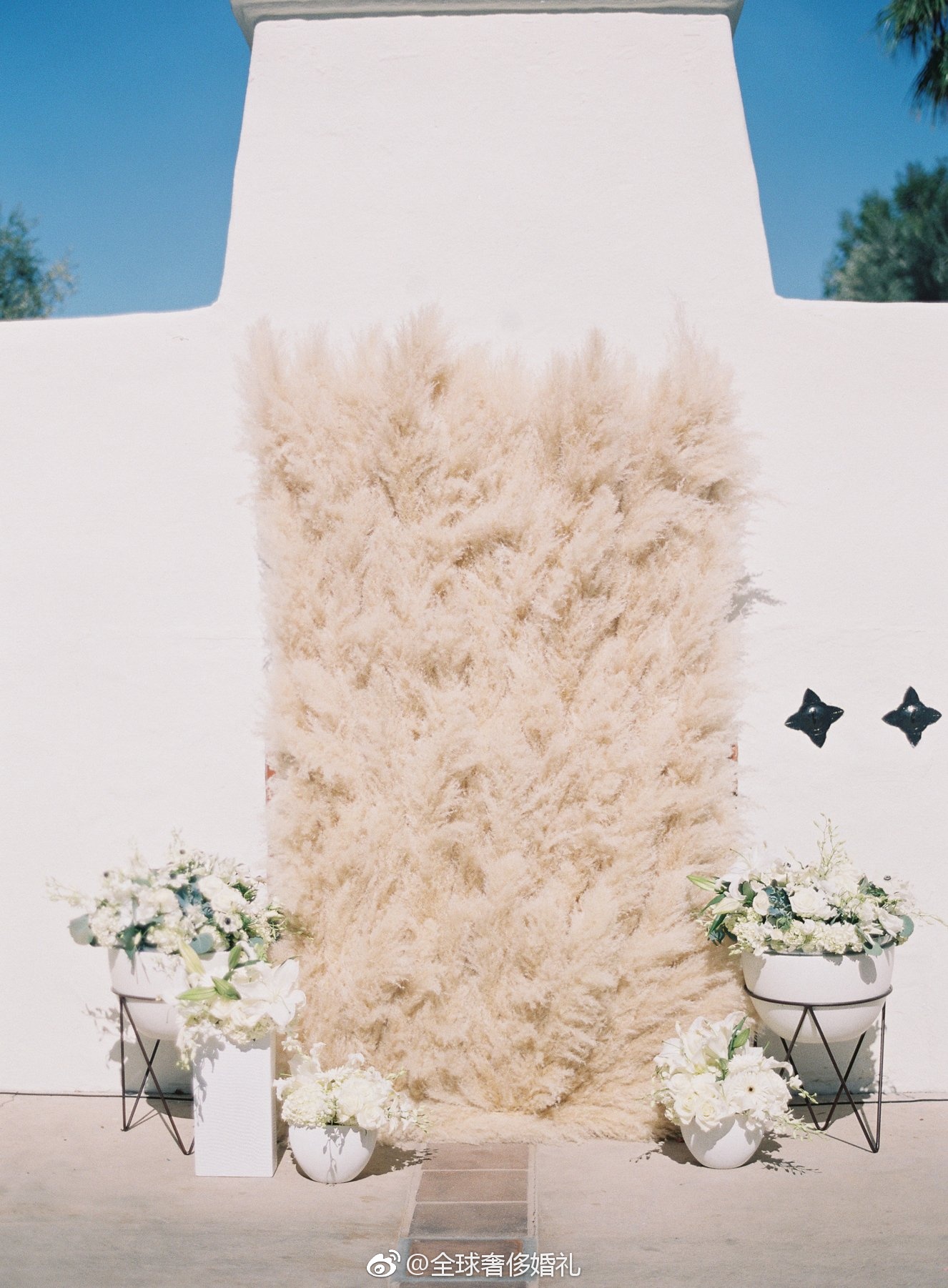 潘帕斯草又名蒲苇,颜色从沙质粉红色到银白色,而且它硕大的羽毛状花絮