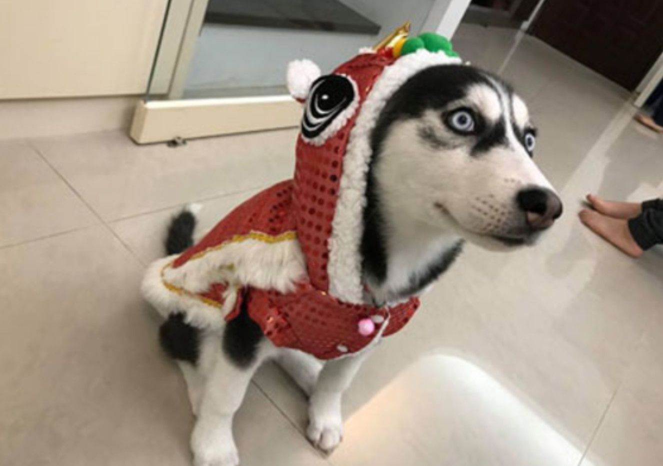 主人怕哈士奇冷,于是给二哈穿上了衣服,结果二哈表情亮了