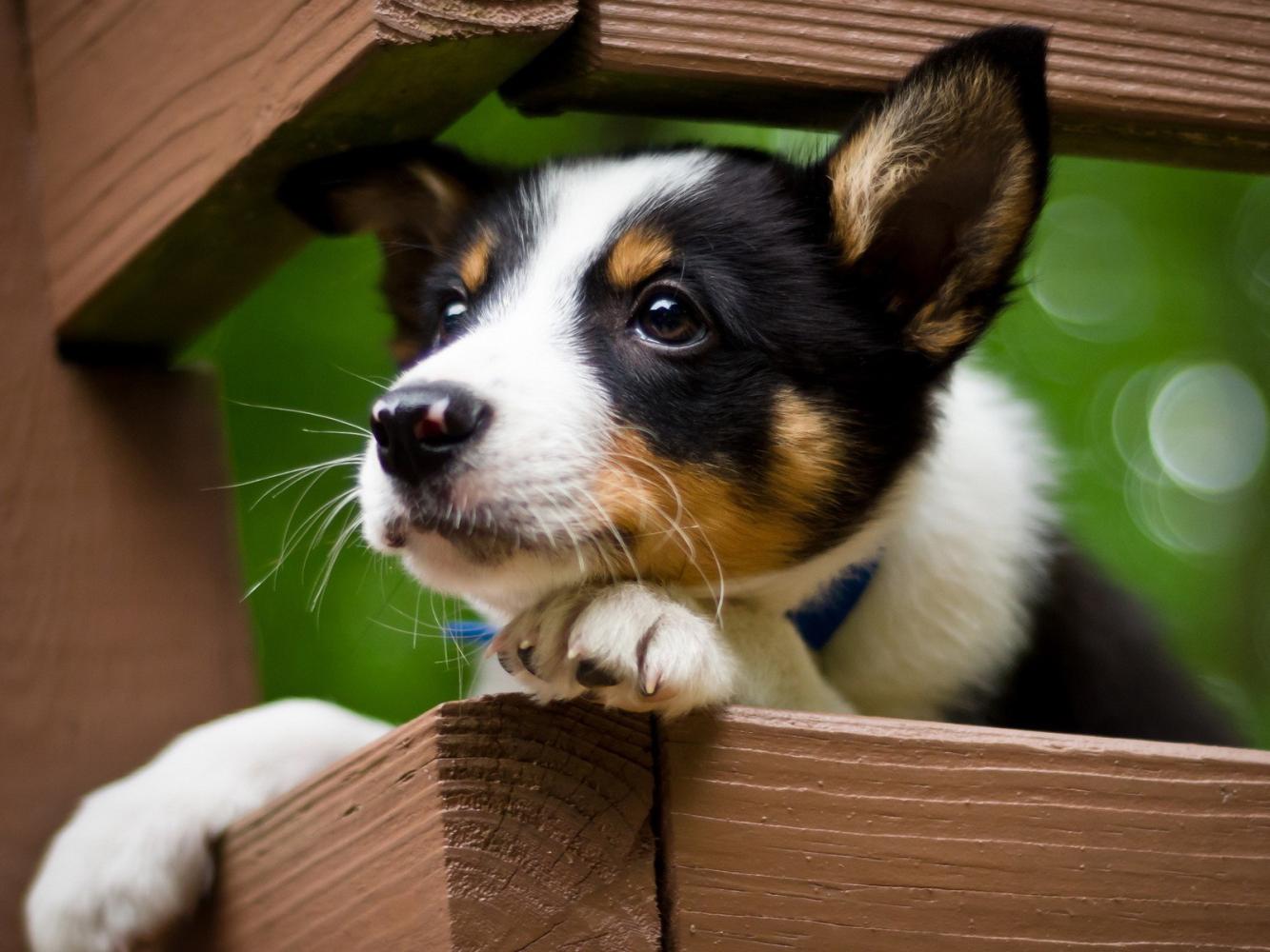 别再这么叫狗狗的名字了宠物医生告诉你这么做一点好处都没有