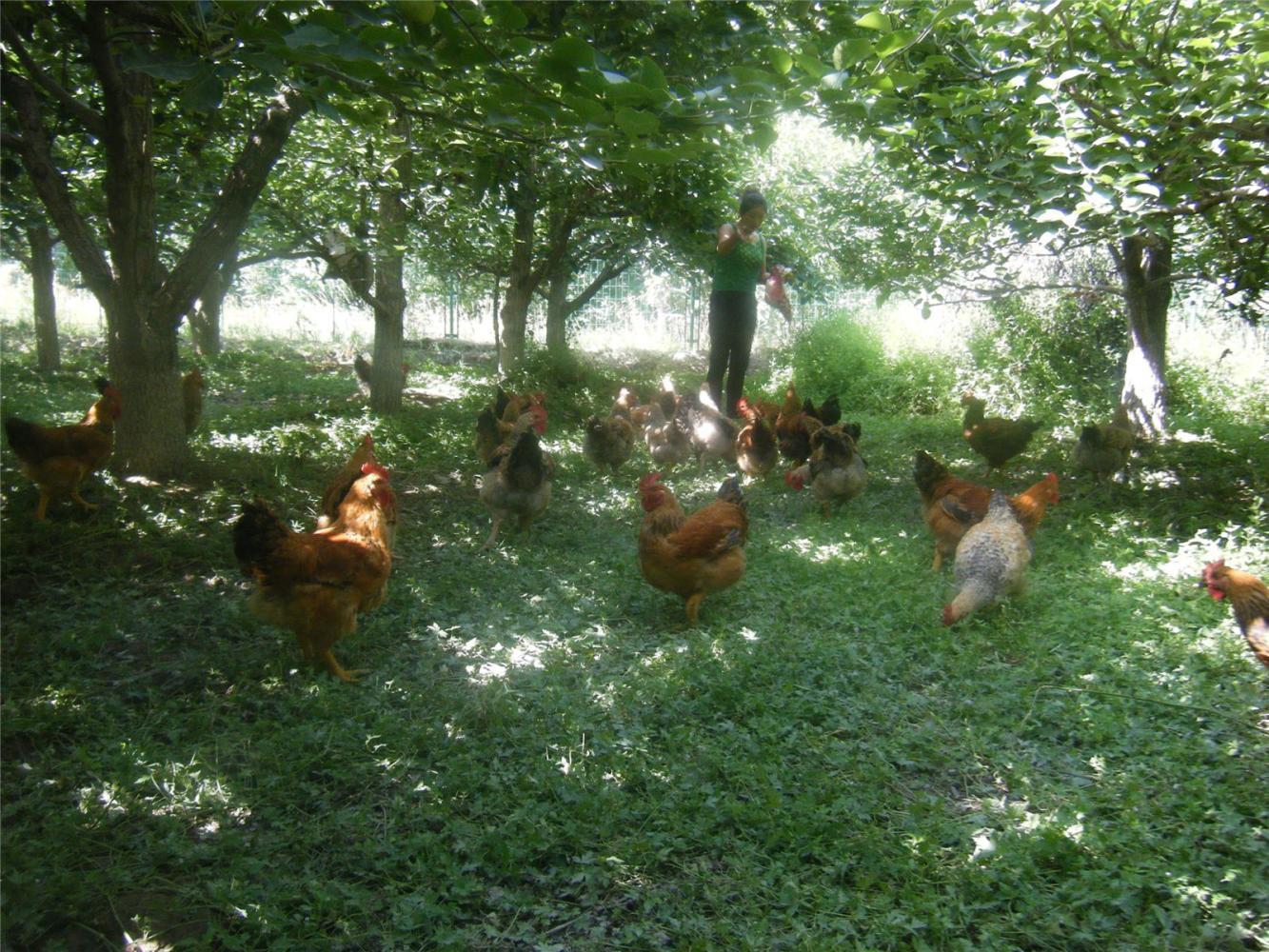 农村散养土鸡应该选什么样的地方找到诀窍才能赚大钱