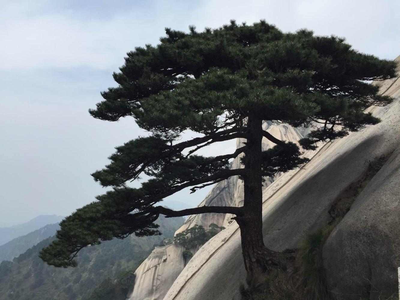 悬崖奇石,幽谷灵泉,苍松翠柏,名花异草.