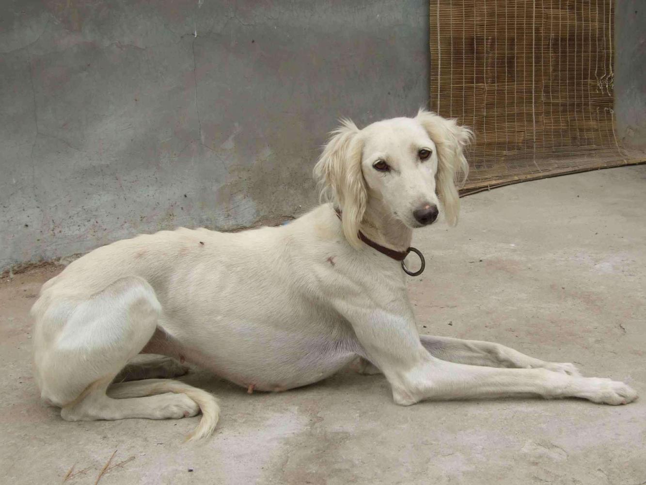 中国猎犬里的速度之王, 敢于灵缇争锋, 哮天犬的原型!