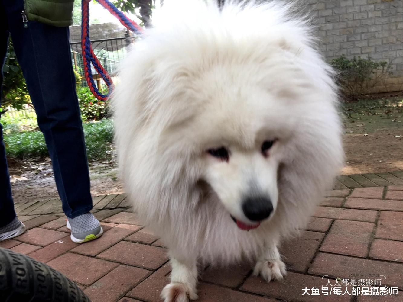 这只狗狗像头狮子, 可主人也不知道它是什么品种