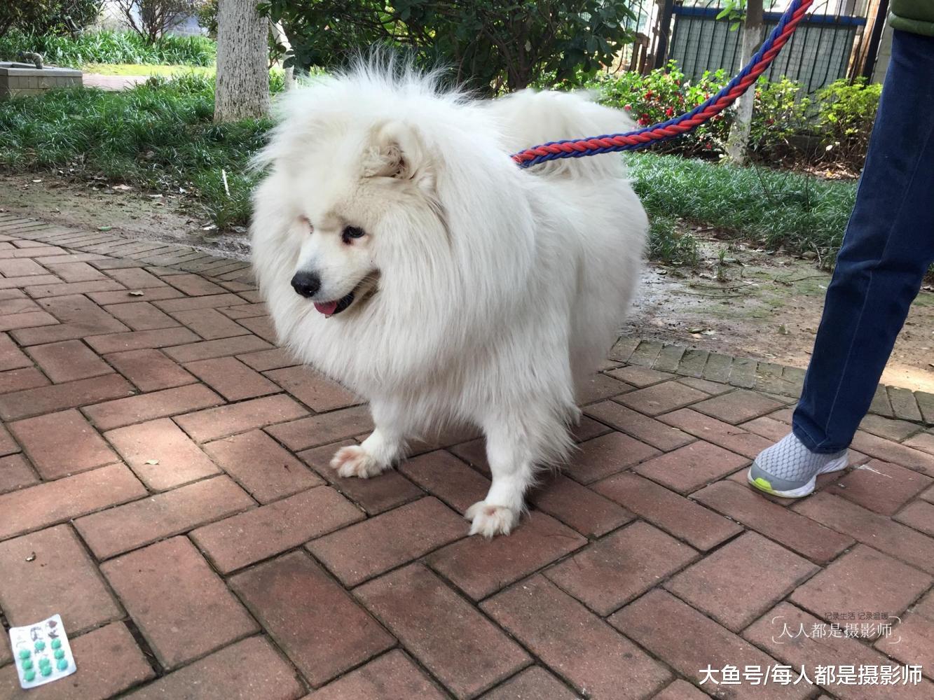 这只狗狗像头狮子, 可主人也不知道它是什么品种