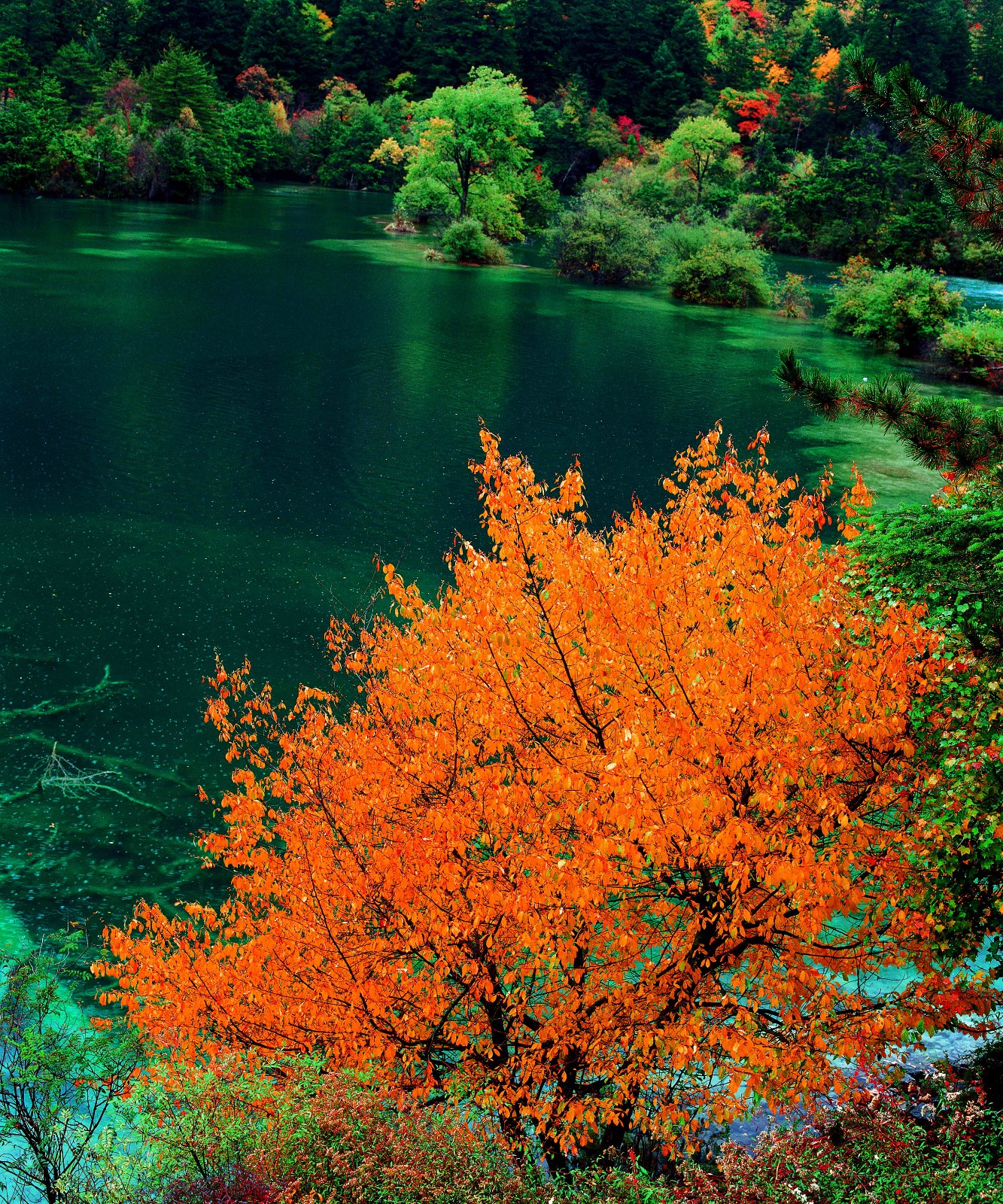 中国世界级非物质文化景区之九寨沟,美得令人心醉!(二)