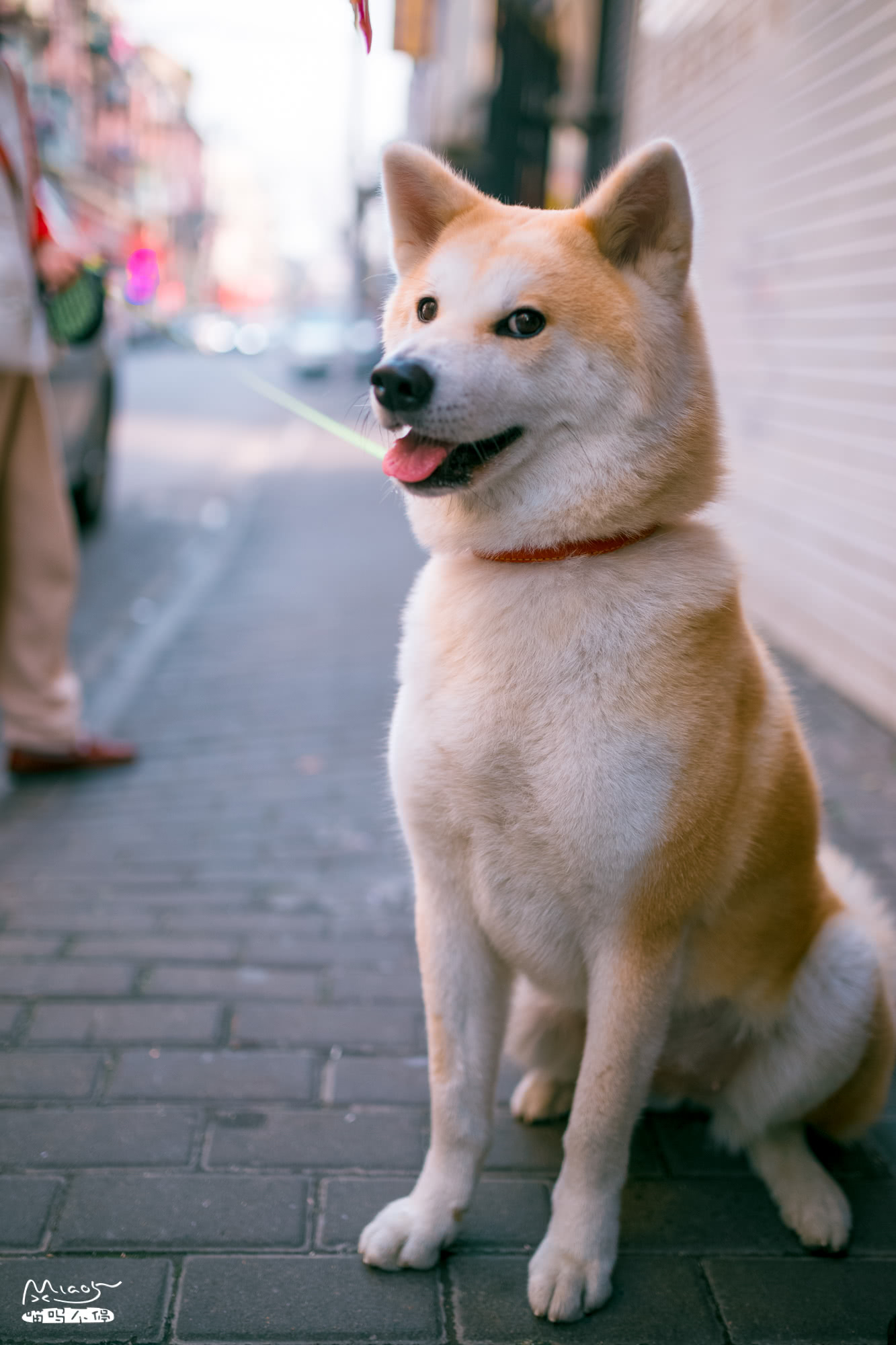 路上偶遇表情包doge狗看主人拿出肉条后两眼放光