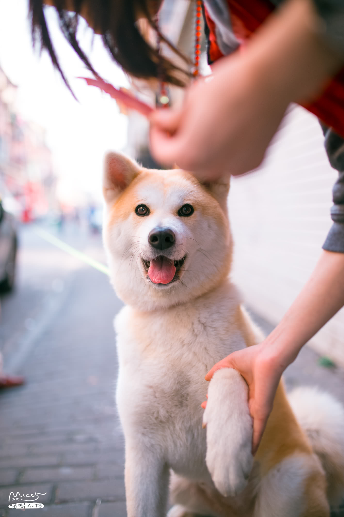 路上偶遇表情包doge狗看主人拿出肉条后两眼放光