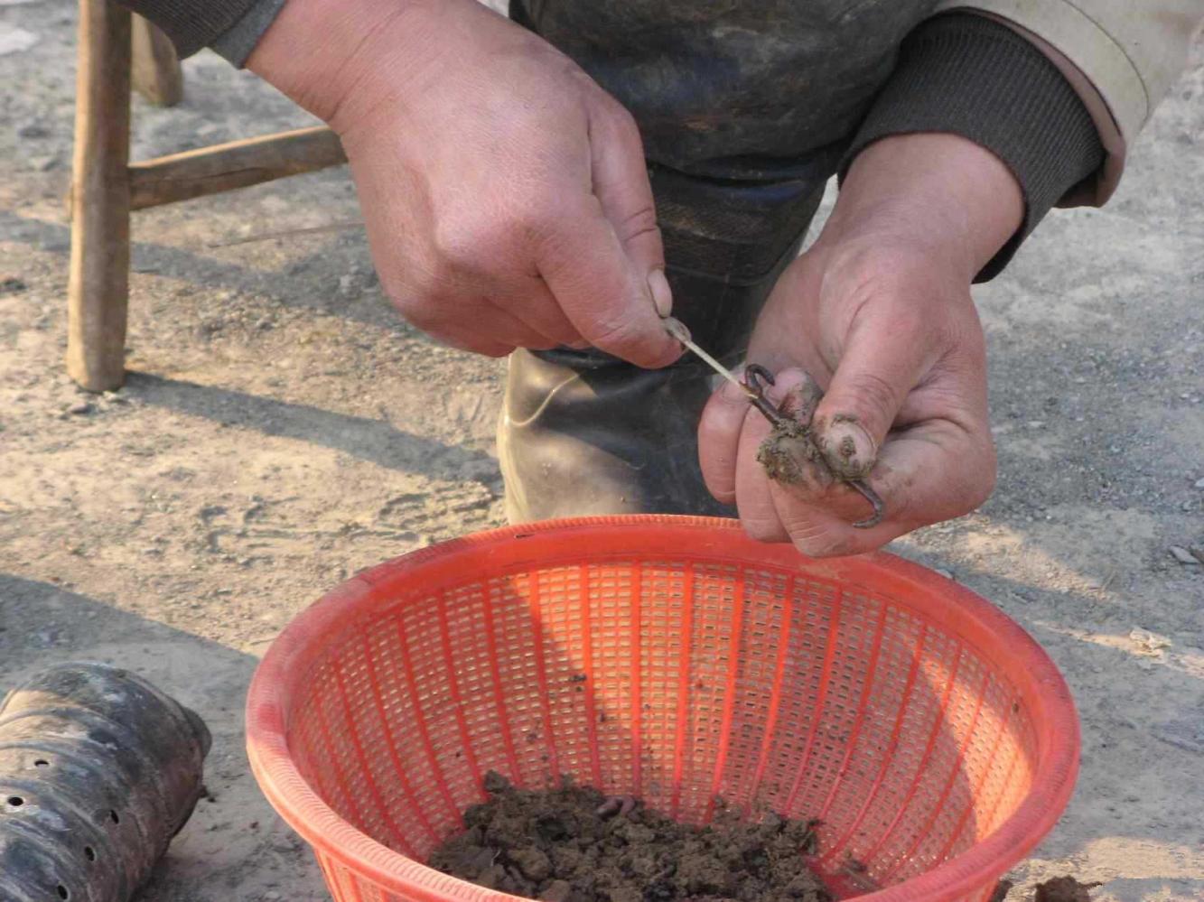 农村大哥用7字鳝笼在岸边捕黄鳝傍晚下笼早上收满满一桶