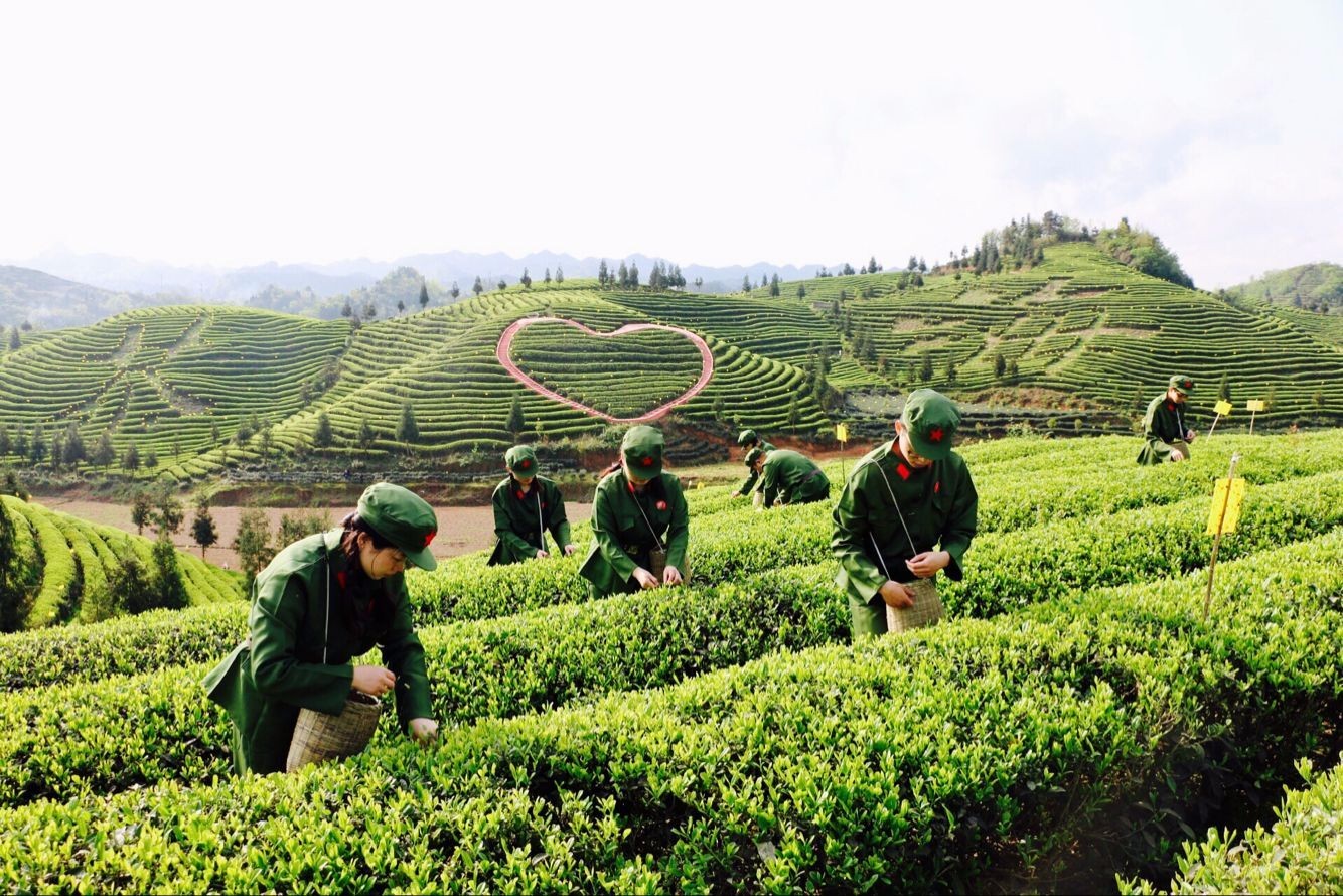 贵州普安红茶叶公司_贵州正山堂普安红茶业有限责任公司