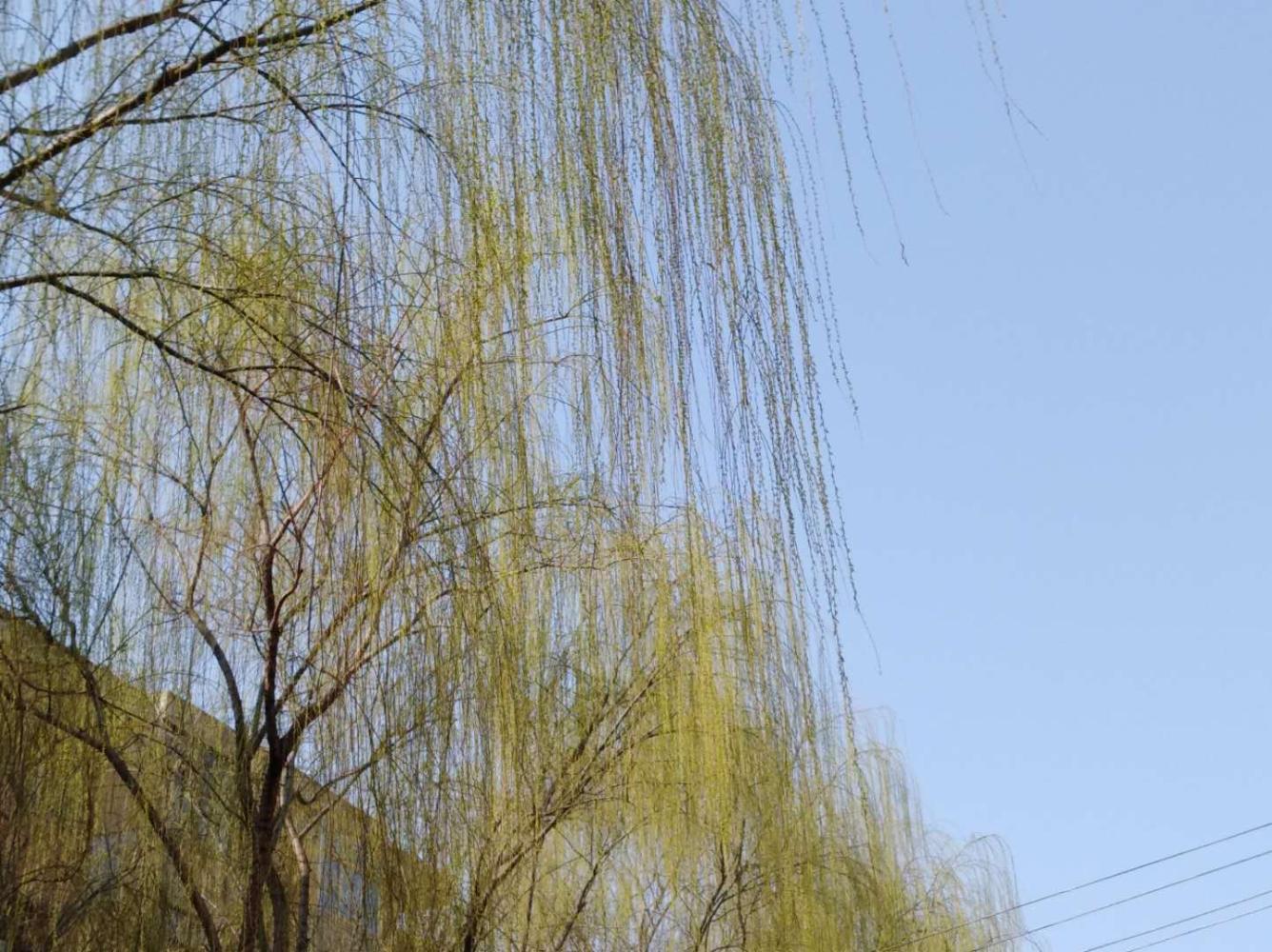 柳树绿色给人间带来了春意绿色是幸福,绿色是希望,绿色更是春天春柳到