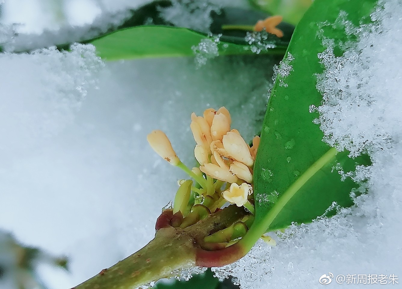 雪中赏桂花
