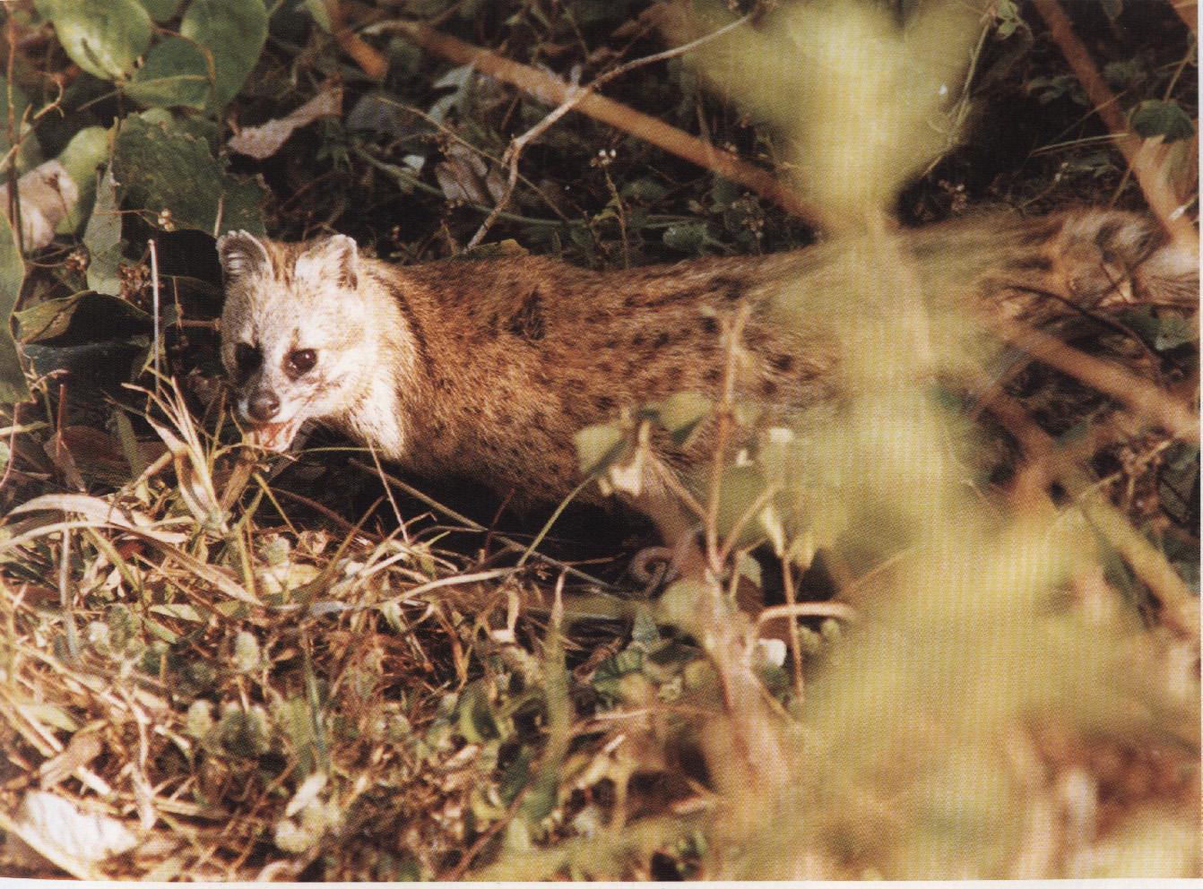 这种动物天生带香,却惹来杀生之祸,在我国已濒危