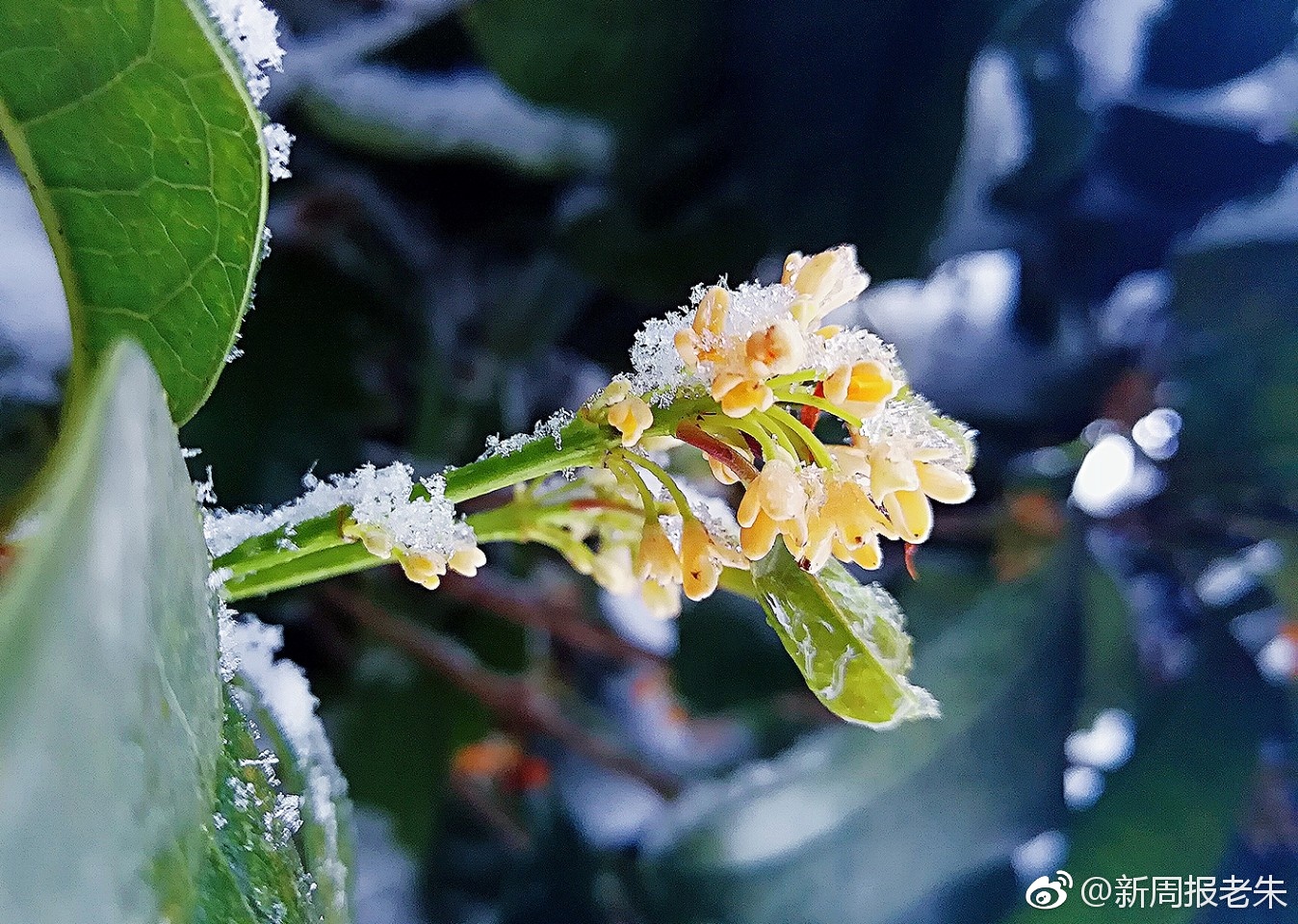 雪中赏桂花