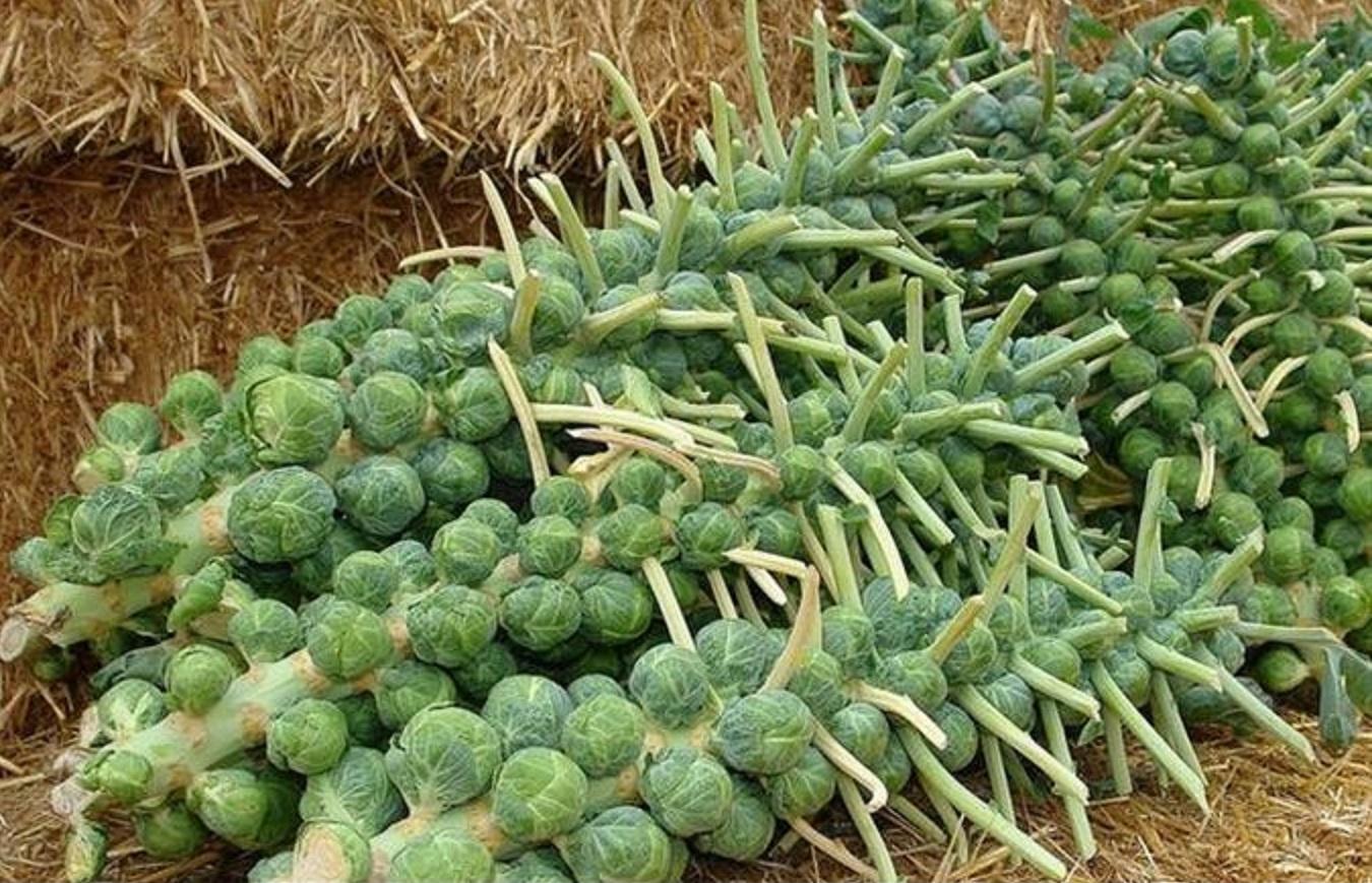 这种蔬菜长相奇特,营养丰富,价格昂贵,一般人吃不起!