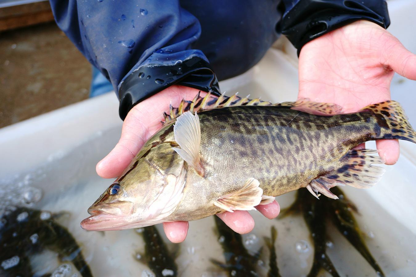 这鱼学名叫鳜鱼,鳜鱼刺少肉质细嫩,鱼肉呈瓣状味道鲜美是名贵的淡水鱼