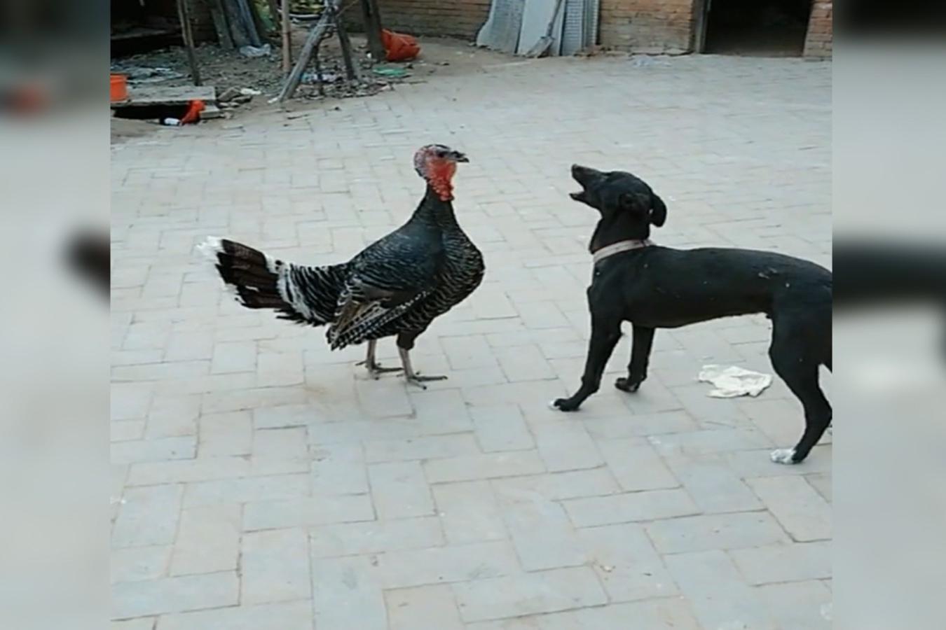 搞笑实拍!"鸡飞狗跳"原来是这么来的