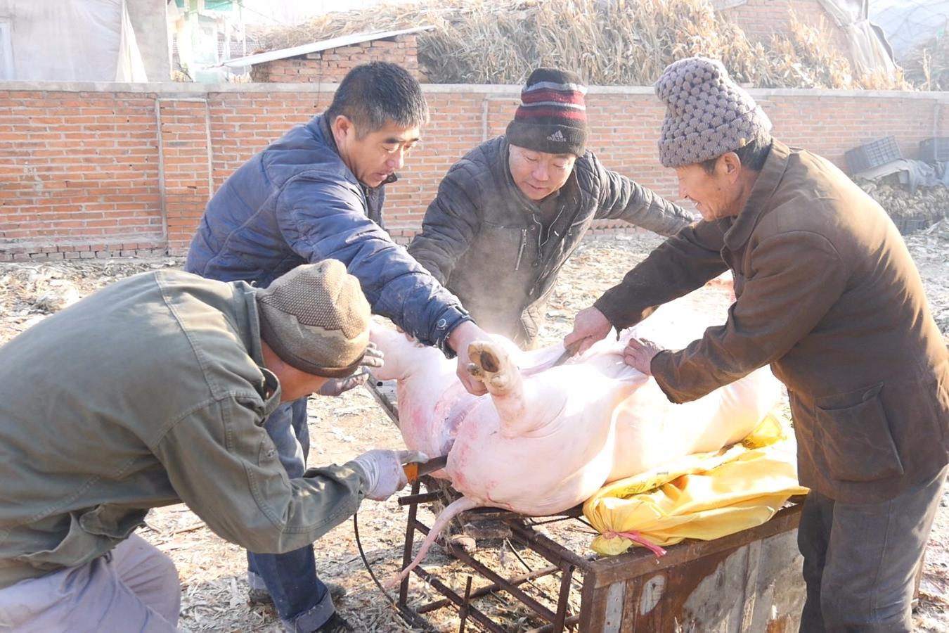 快过年了,实拍农村杀年猪全过程,中间一段把我笑的肚子疼!