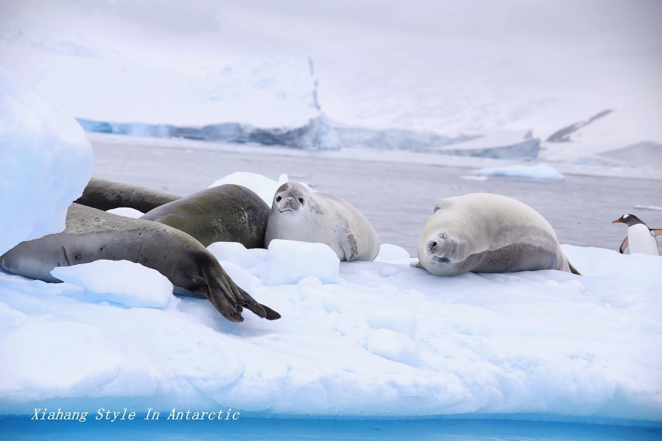 深入南极纳克港,探访威德尔海豹的家