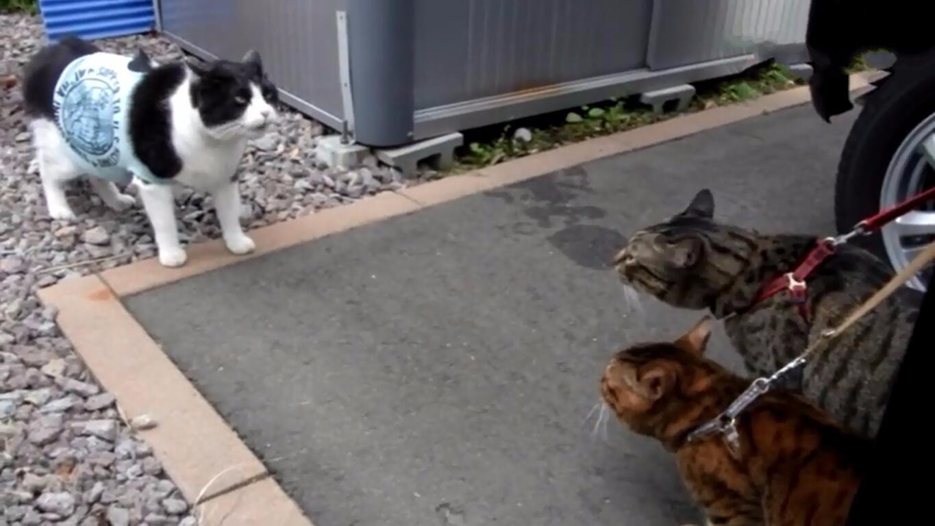 3只面对面对峙的猫咪,一见如故都直眼了!笑岔气!