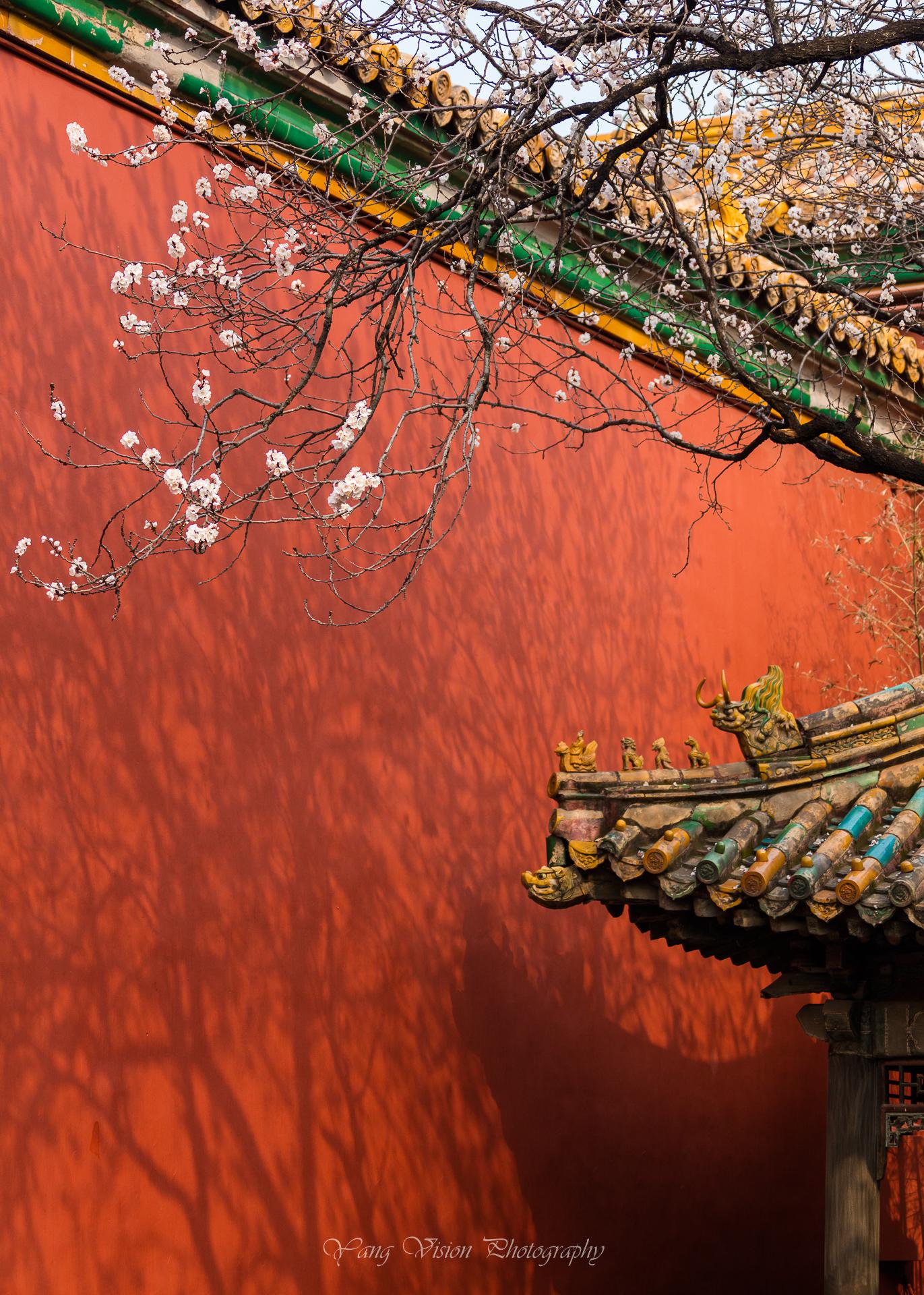 京城,古建繁花拍摄地推荐之二,宫中的杏花|钟粹宫|故宫|杏花_新浪新闻