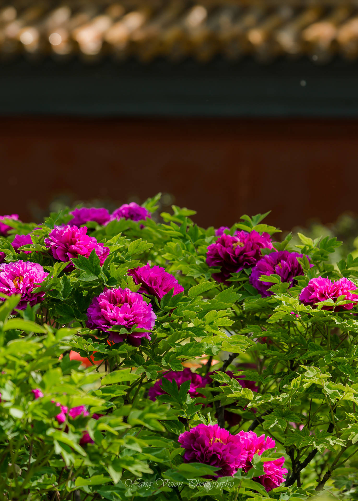 京城,古建繁花拍摄地推荐之八,景山公园的牡丹花
