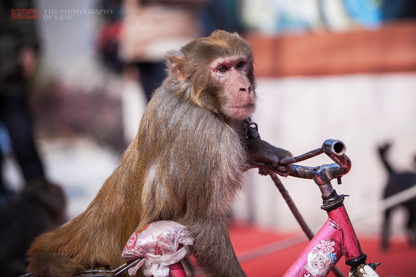 耍猴人社会底层卖艺人凭双手吃饭,却处处遭人为难,传承后继无人