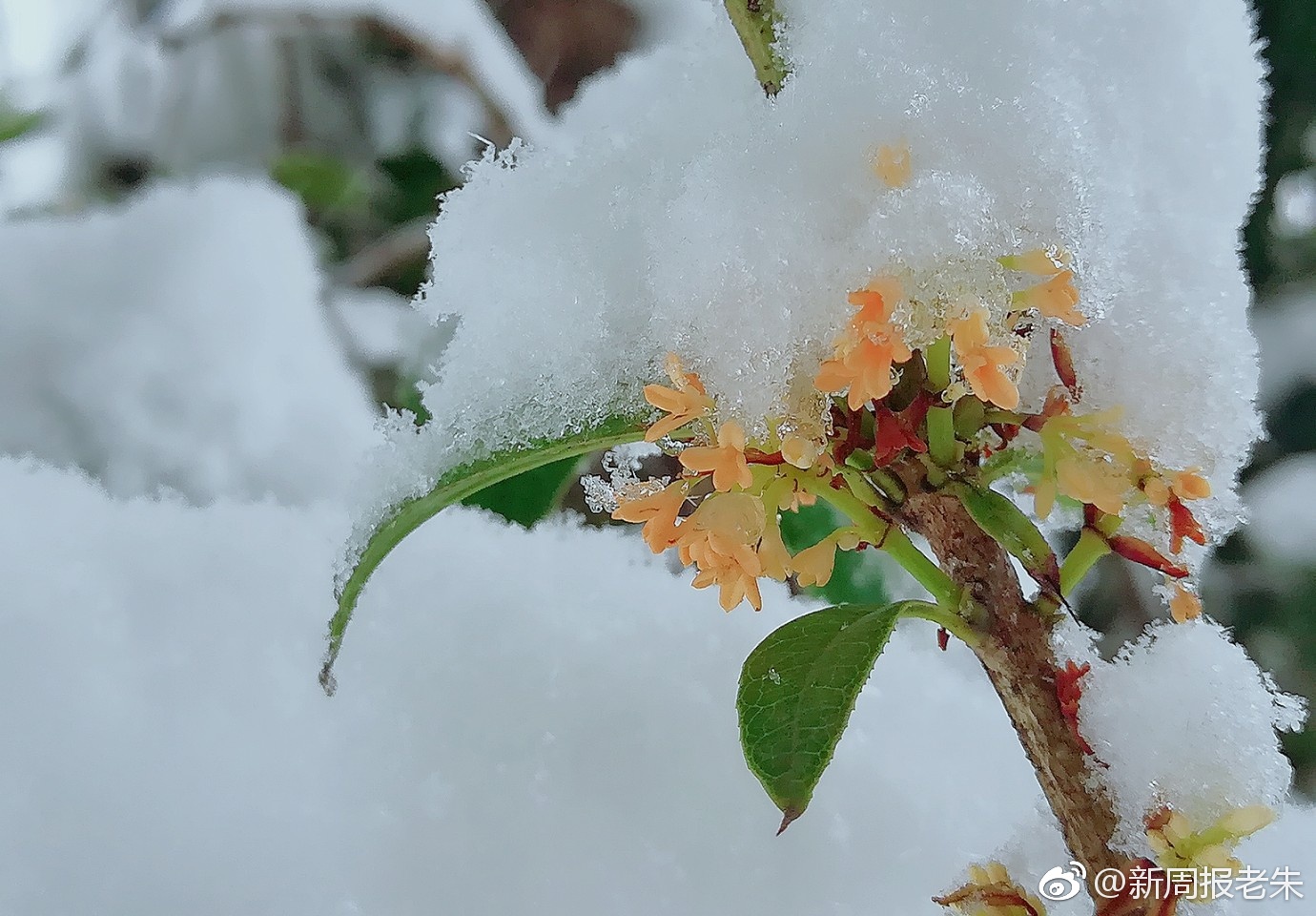 雪中赏桂花