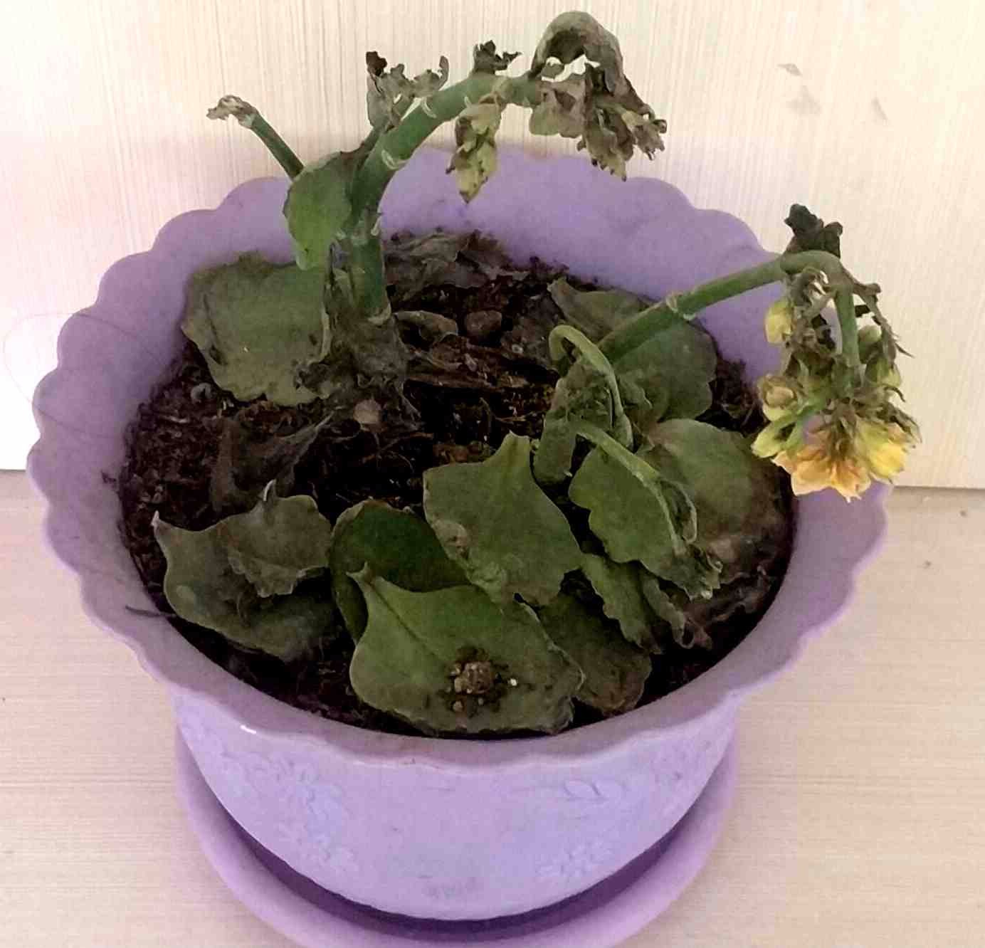 小编就加了点肥料浇了点水.这盆看着也枯萎了.