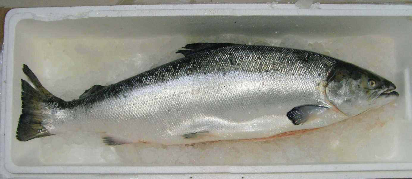 为什么以前的日本人不会直接生吃三文鱼呢?烤着吃味道也不差!