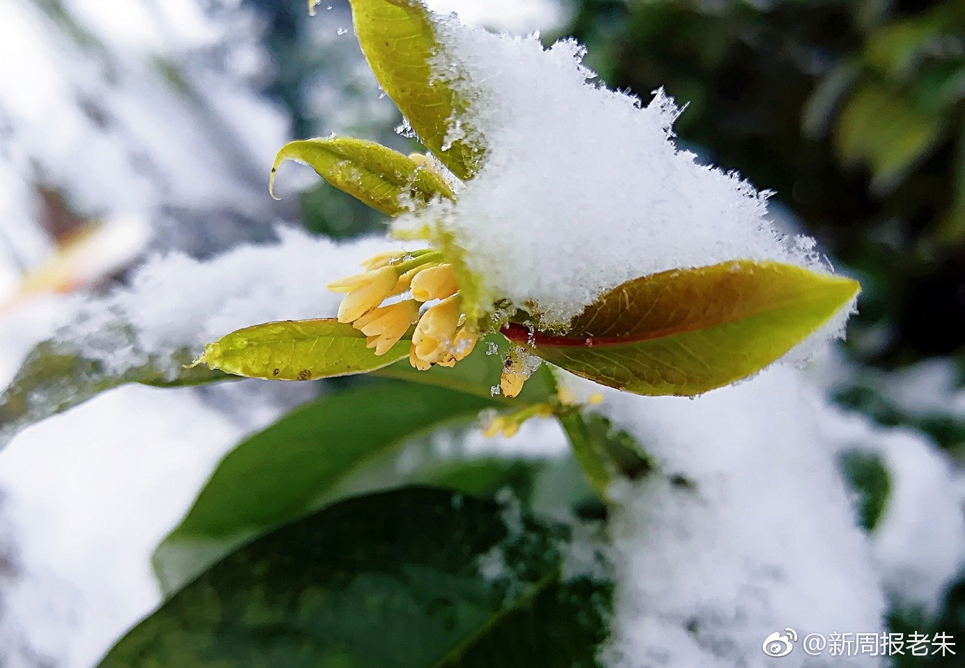 雪中赏桂花
