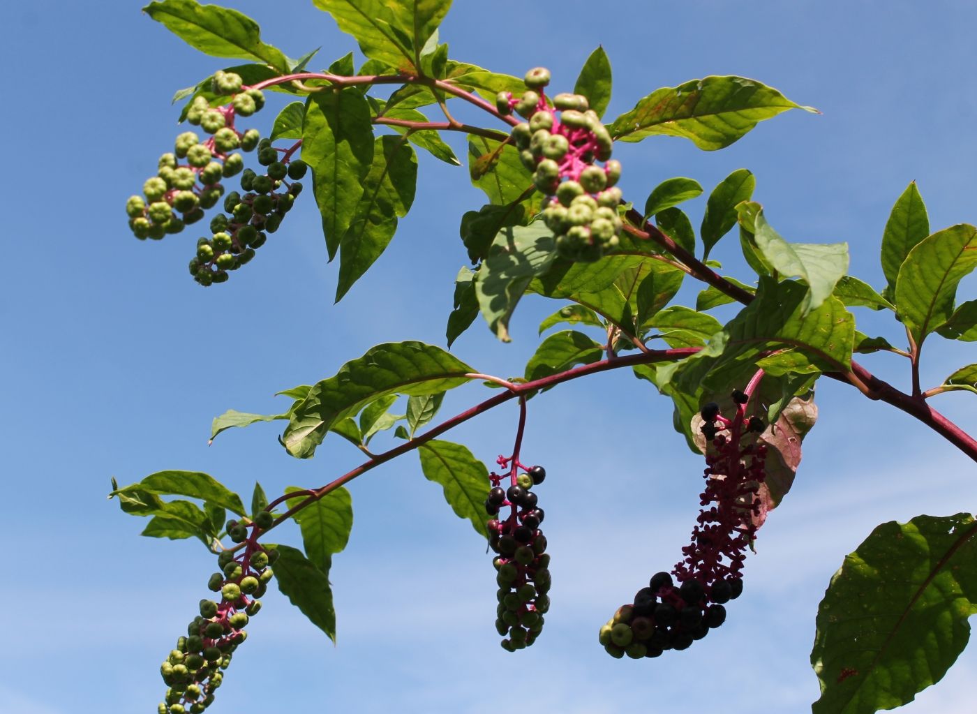 农村一种外来入侵野草,它的根酷似人参,如今卖20元一斤成稀罕货