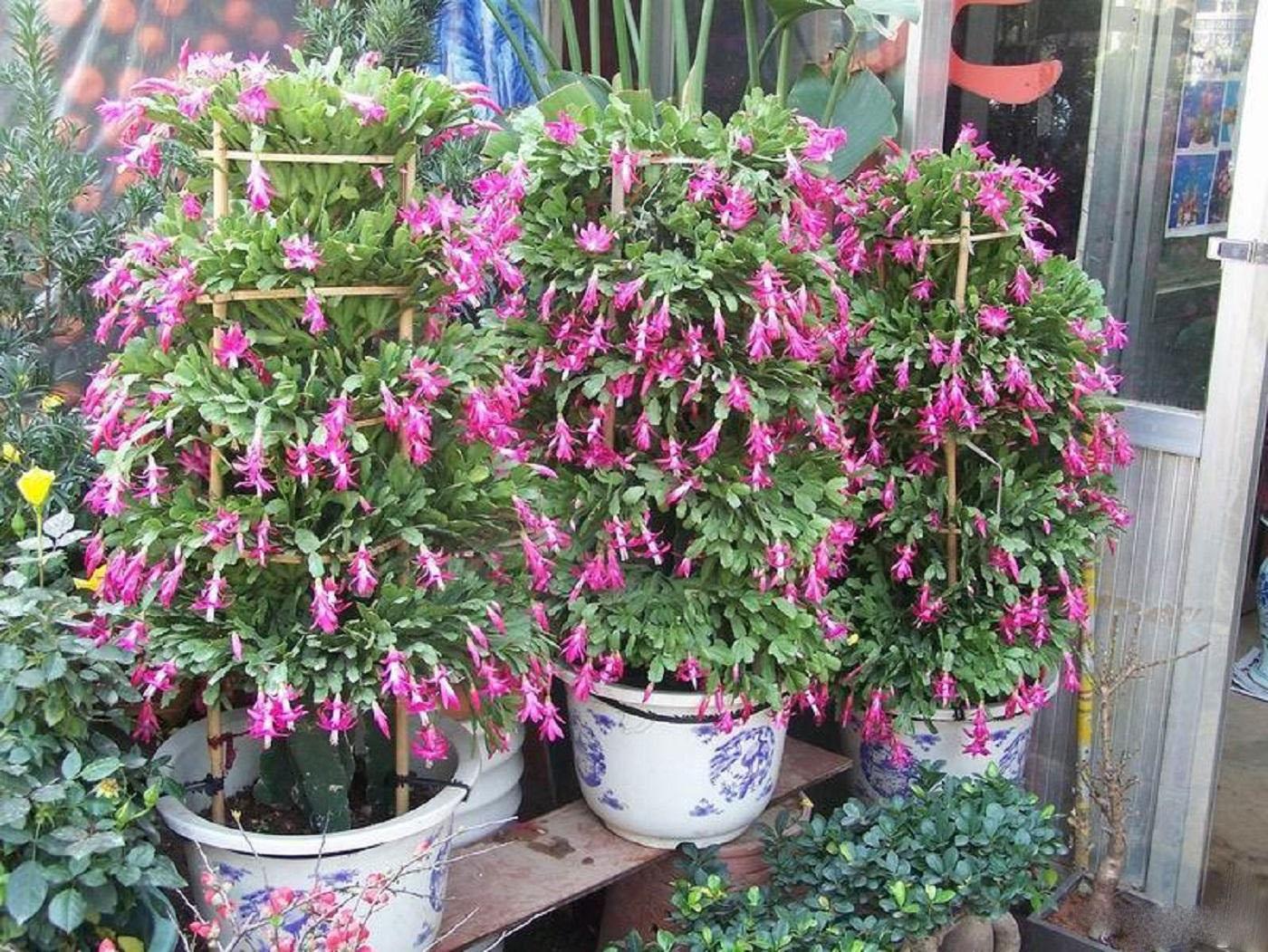 蟹爪兰这样养,保准开爆盆,还不会落花落蕾!