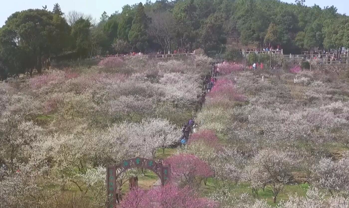 香雪海 一个名字那么美的地方|香雪海|赏梅|梅花_新浪新闻