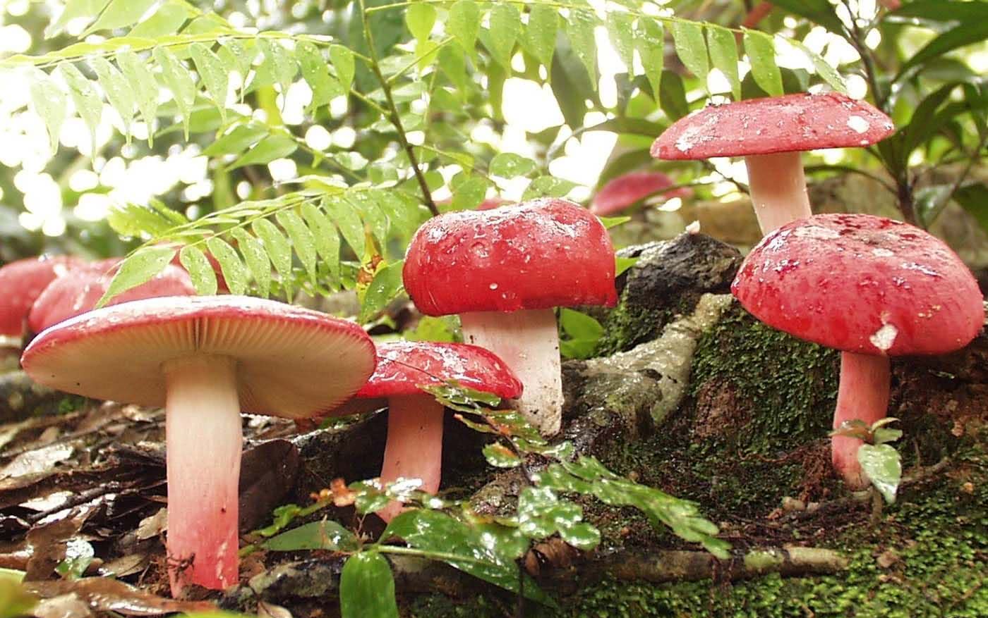 农村山里的野山珍,是补肾抗癌"能手",如今500元一斤成稀罕货