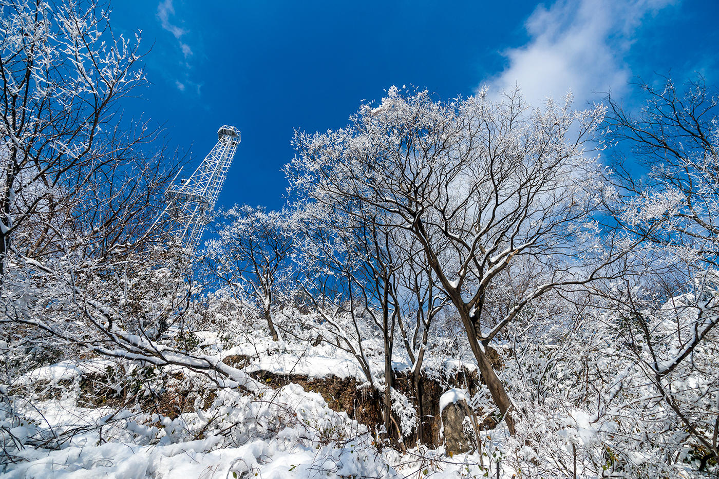 最近不要去北方看雪啦来南京紫金山看雪吧美的不行