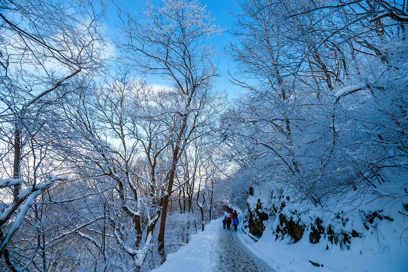 最近不要去北方看雪啦来南京紫金山看雪吧美的不行