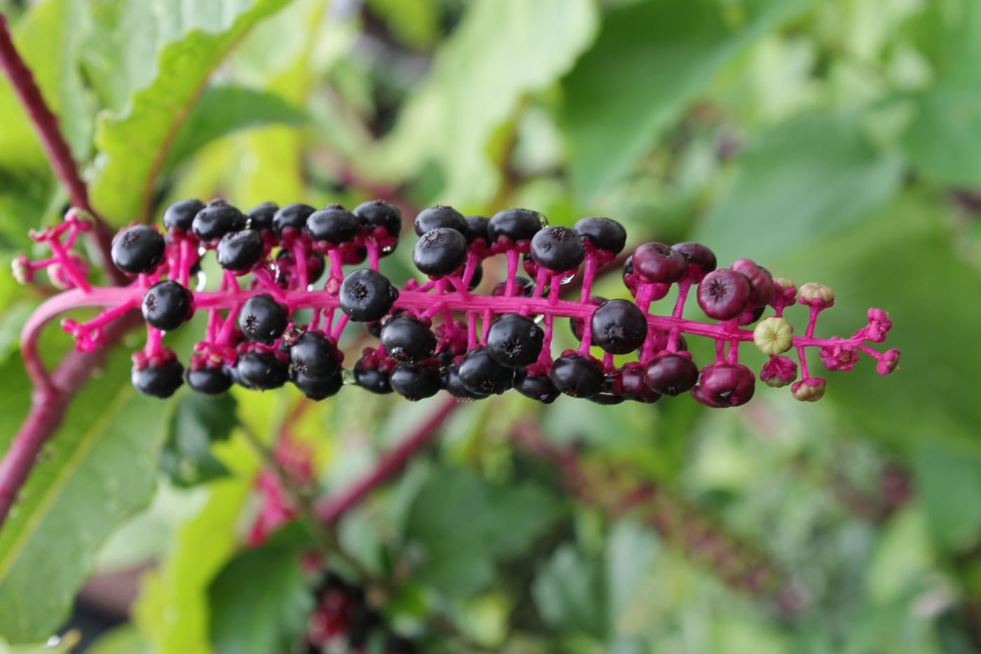 农村一种外来入侵野草,它的根酷似人参,如今卖20元一斤成稀罕货