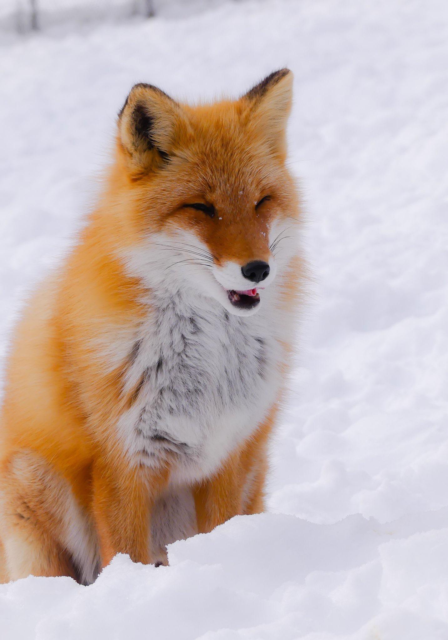 这么美的雪地赤狐然而跑起来