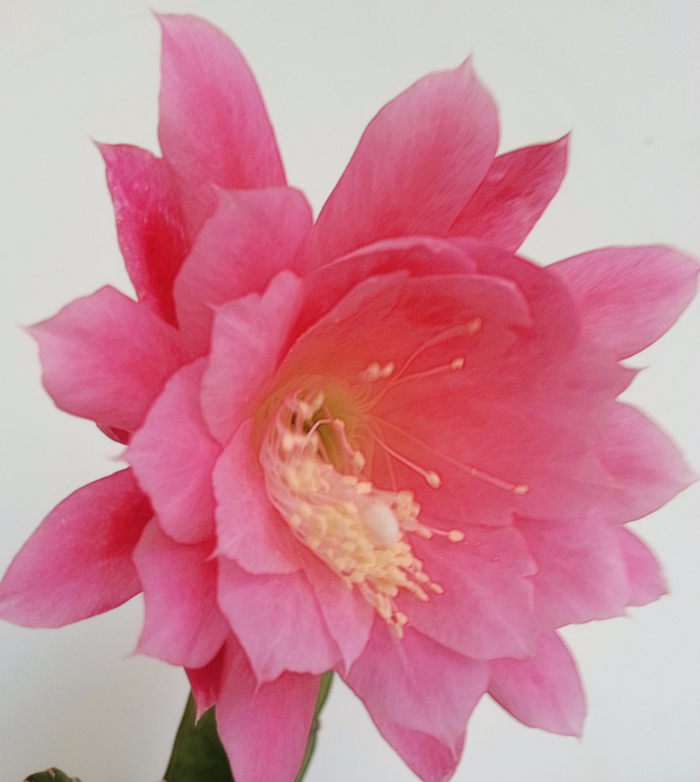 粉色的令箭荷花不太多见