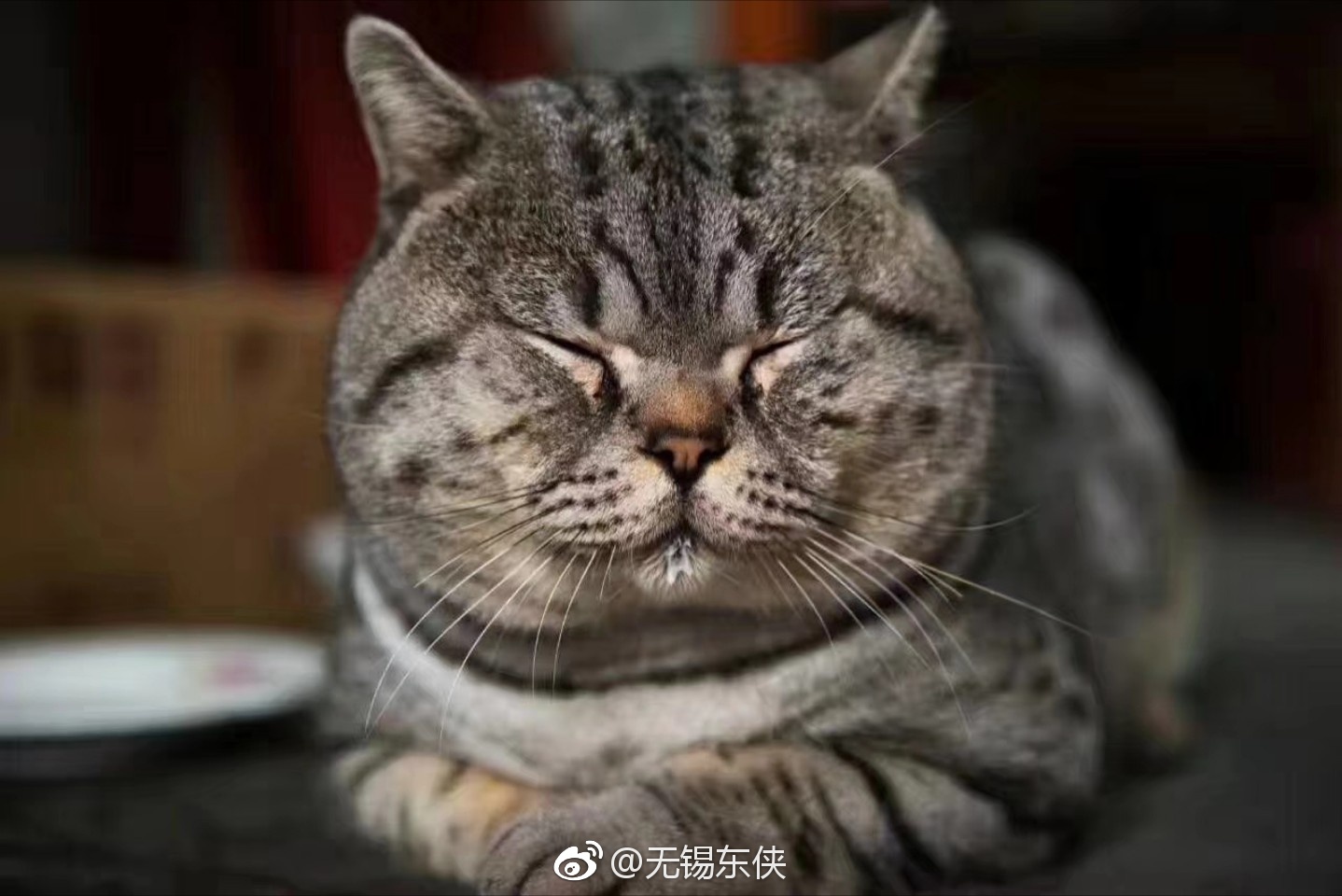 转发——惠山寺网红大猫咪今天八点半左右