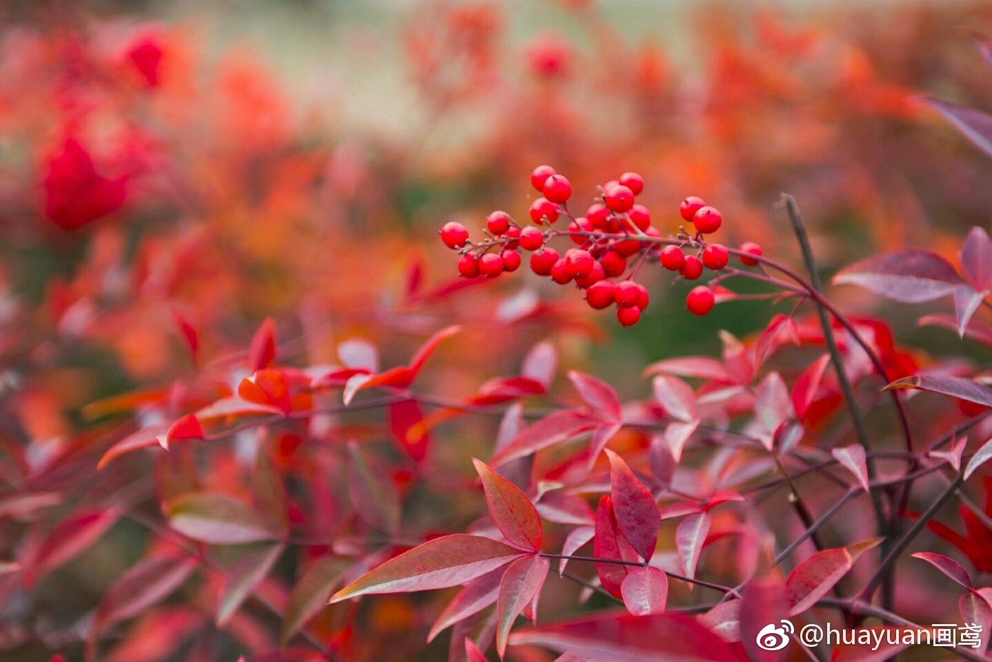 南天竹又名：南天竺，红杷子，天烛子，红天竹|南天竺|南天竹|红天竹|图库|冯飞燕_新浪新闻
