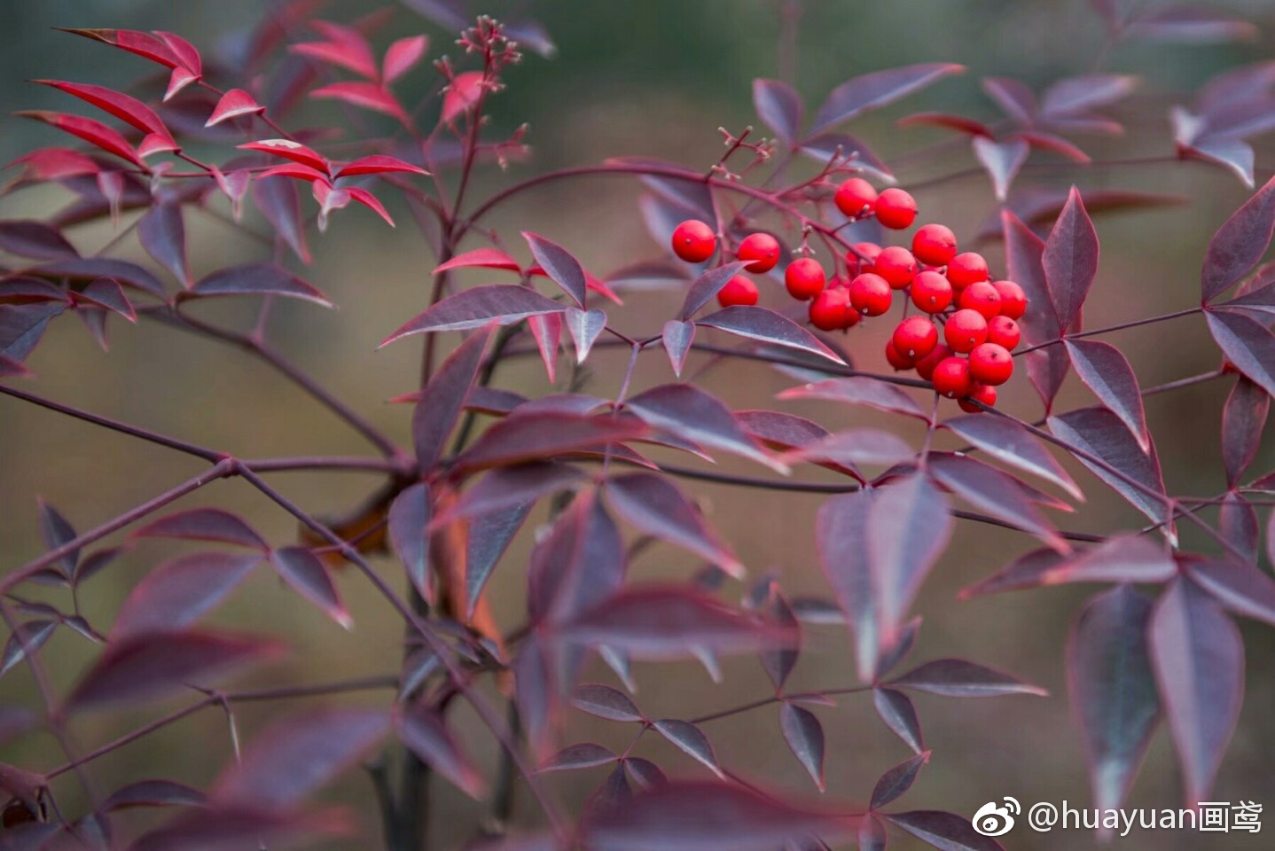 南天竹又名：南天竺，红杷子，天烛子，红天竹|南天竺|南天竹|红天竹|图库|冯飞燕_新浪新闻