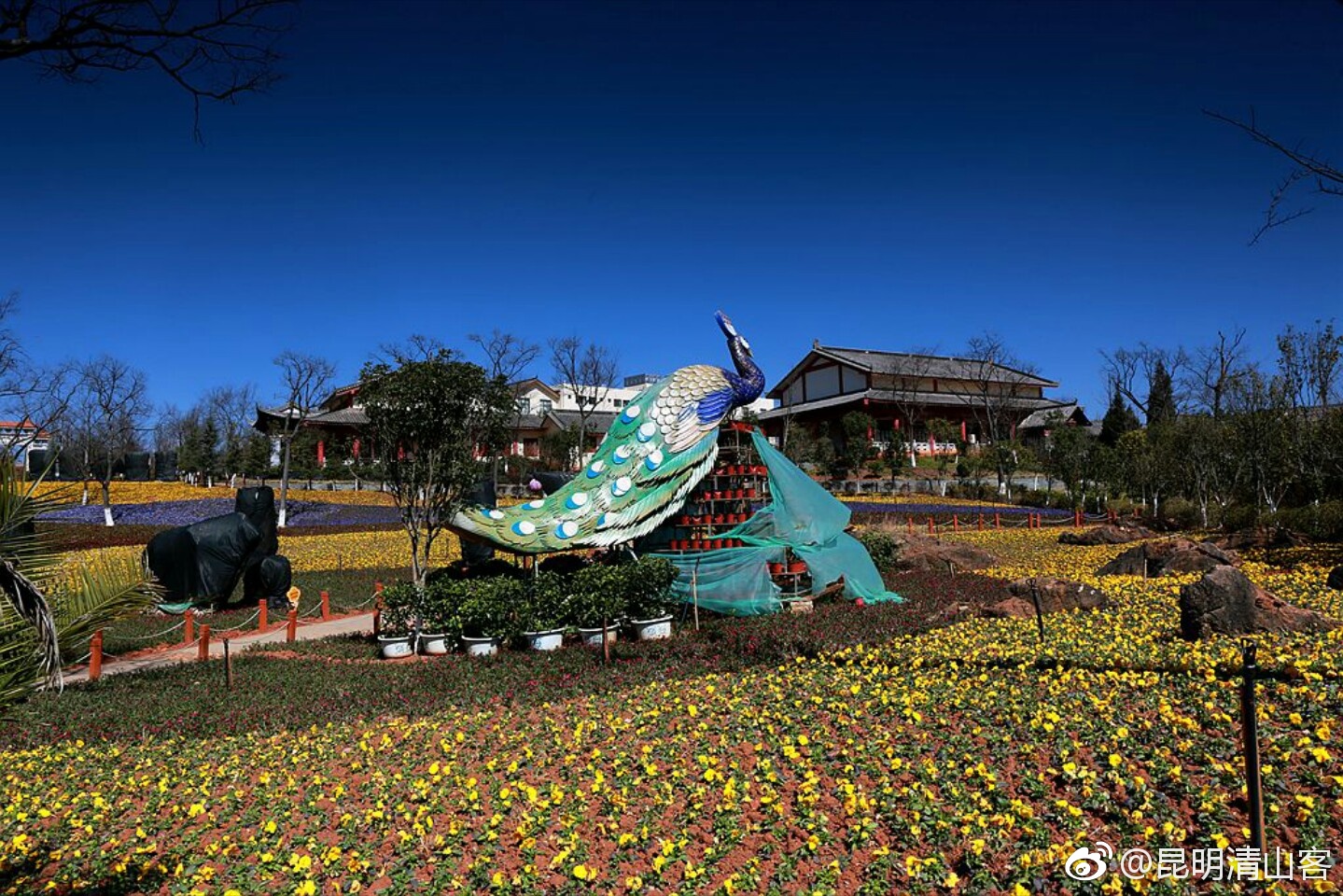 春天的石林杏林大观园风光