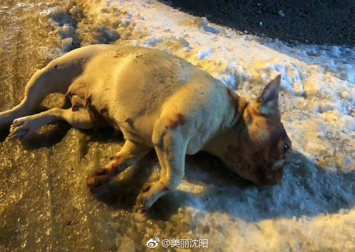 虐狗?沈阳一小区深夜高楼扔下一只法牛犬砸中车后死亡! [怒]