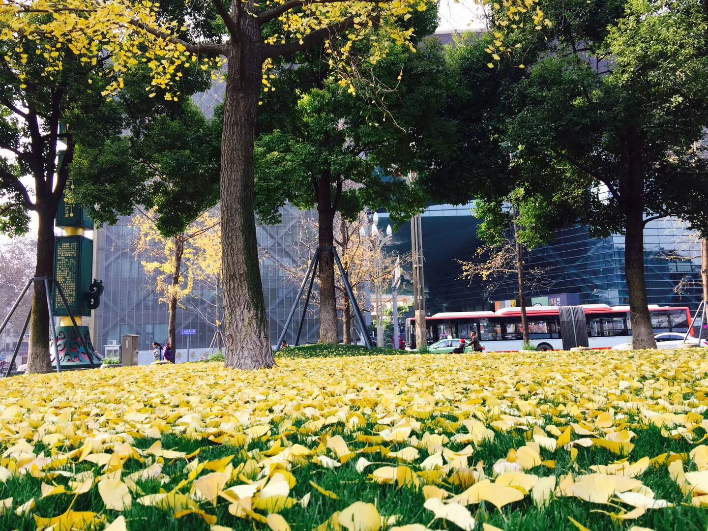 美丽成都,天府广场银杏叶