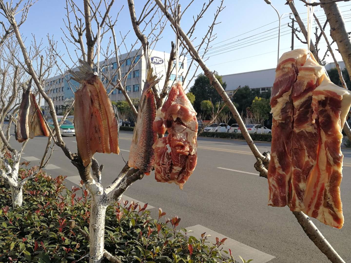 路边树上挂满各种腊货 乍一看以为是"肉树"