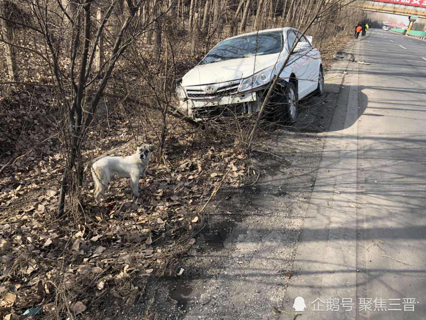 小狗跳上方向盘 车辆跑偏直撞排水沟