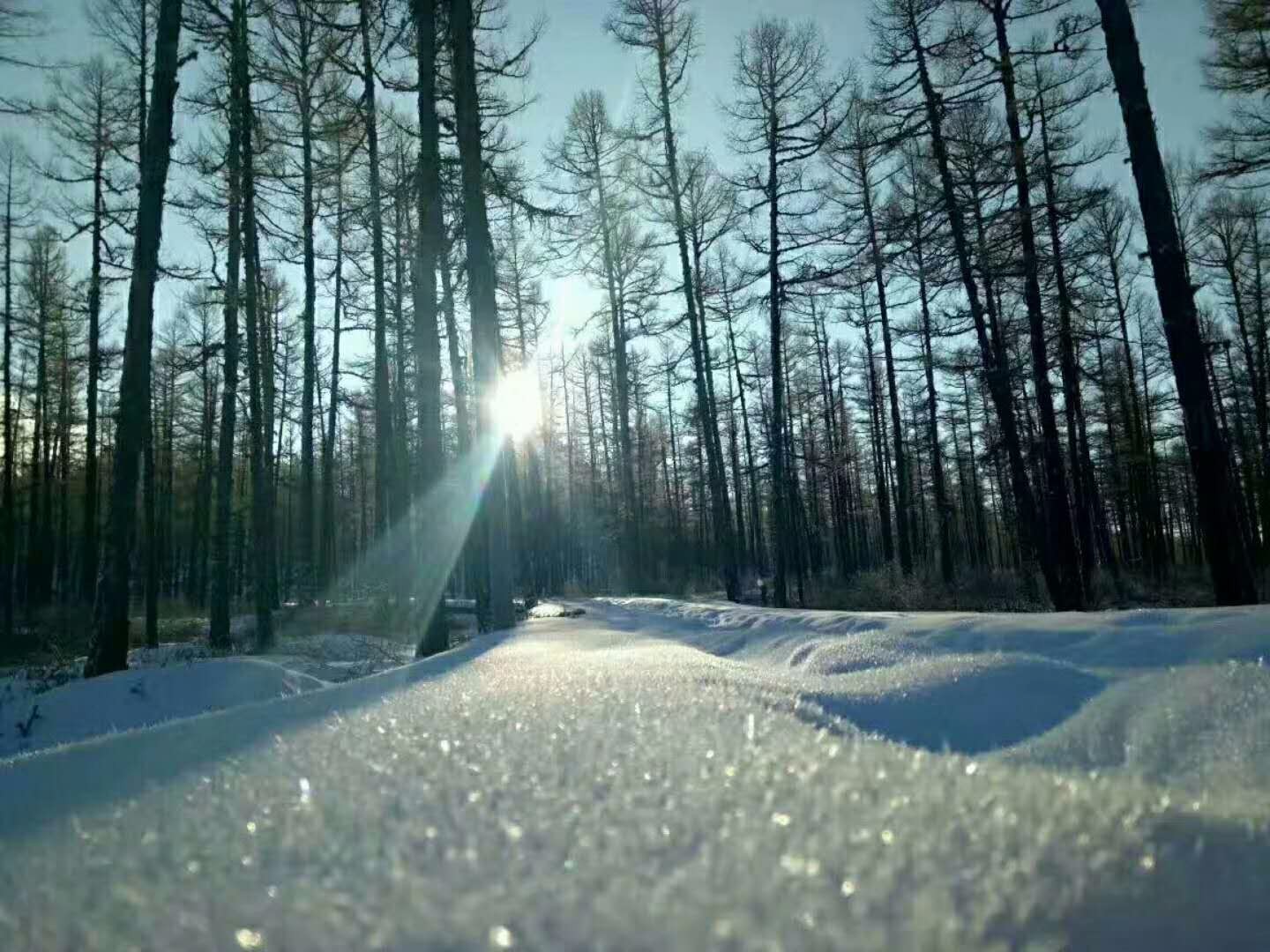 漠河冬是酱紫滴雪地里穿夏装