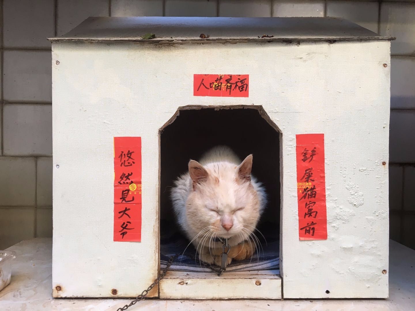 8旬爷爷猫舍门上贴对联,横批:人喵齐福